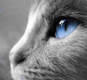 Catsrule1234